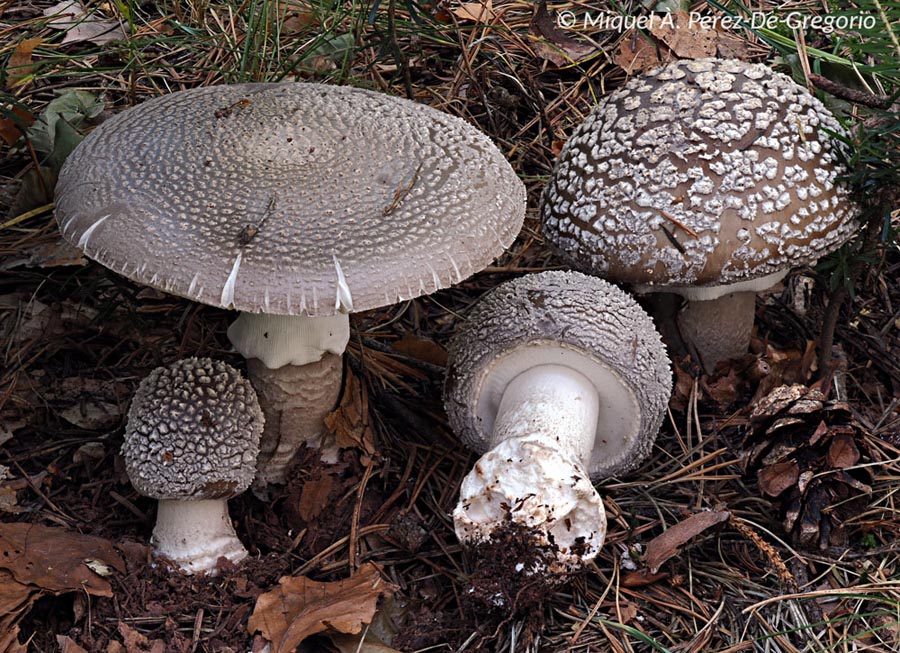 Amanita excelsa var. spissa (Amanita spissa)